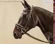 Working by Dyon DR Bridle Large Crank Patent/ White Noseband - Working by Dyon - WODCAO - 5