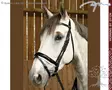 Working by Dyon DR Bridle Large Crank Patent/ White Noseband - Working by Dyon - WODCAO - 6