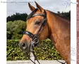 Dyon Dressage Round Collection Kankisuitset Large Crank Matte Noseband - Dyon Dressage Round - NREHAR - 1