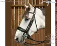 Working by Dyon DR Double Bridle Large Crank Matte Noseband - Working by Dyon - WOECAR - 6