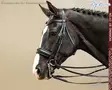 Working by Dyon DR Double Bridle Large Crank Matte Noseband - Working by Dyon - WOECAR - 1