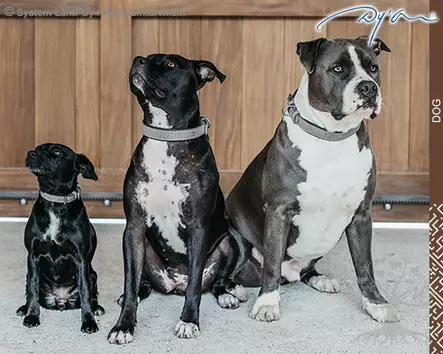 Dyon Dog Collar Basket Grey - Dyon Dog - DC31CGRXXS - 2