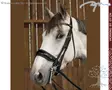 Working by Dyon DR Kankisuitset Large Crank Patent Noseband - Working by Dyon - WOECAS - 6