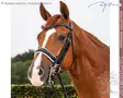 Dyon Dressage Collection Kankisuitset Large Crank Patent/ White Noseband - Dyon Dressage Flat - NEECAT - 1