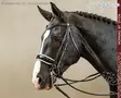 Working by Dyon DR Kankisuitset Large Crank Patent/ White Noseband - Working by Dyon - WOECAT - 1