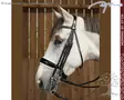 Working by Dyon DR Kankisuitset Large Crank Patent/ White Noseband - Working by Dyon - WOECAT - 6