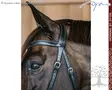 Working by Dyon Bridle Bitless - Working by Dyon - WOCCXV - 8