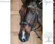 Working by Dyon Bridle Bitless - Working by Dyon - WOCCXV - 6