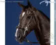Dyon US Collection Suitset Hackamore - Dyon US Collection - USFADX - 1