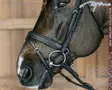 Dyon New English Collection Bridle Plaited Flash Noseband with Pull Back - Dyon New English - NEAJAZ - 5