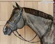 Dyon New English Collection Bridle Plaited Flash Noseband with Pull Back - Dyon New English - NEAJAZ - 1